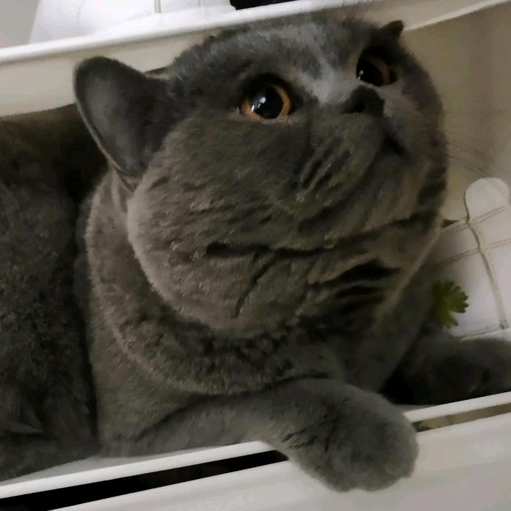 钟山县猫狗日记宠物馆