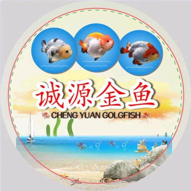 诚源金鱼