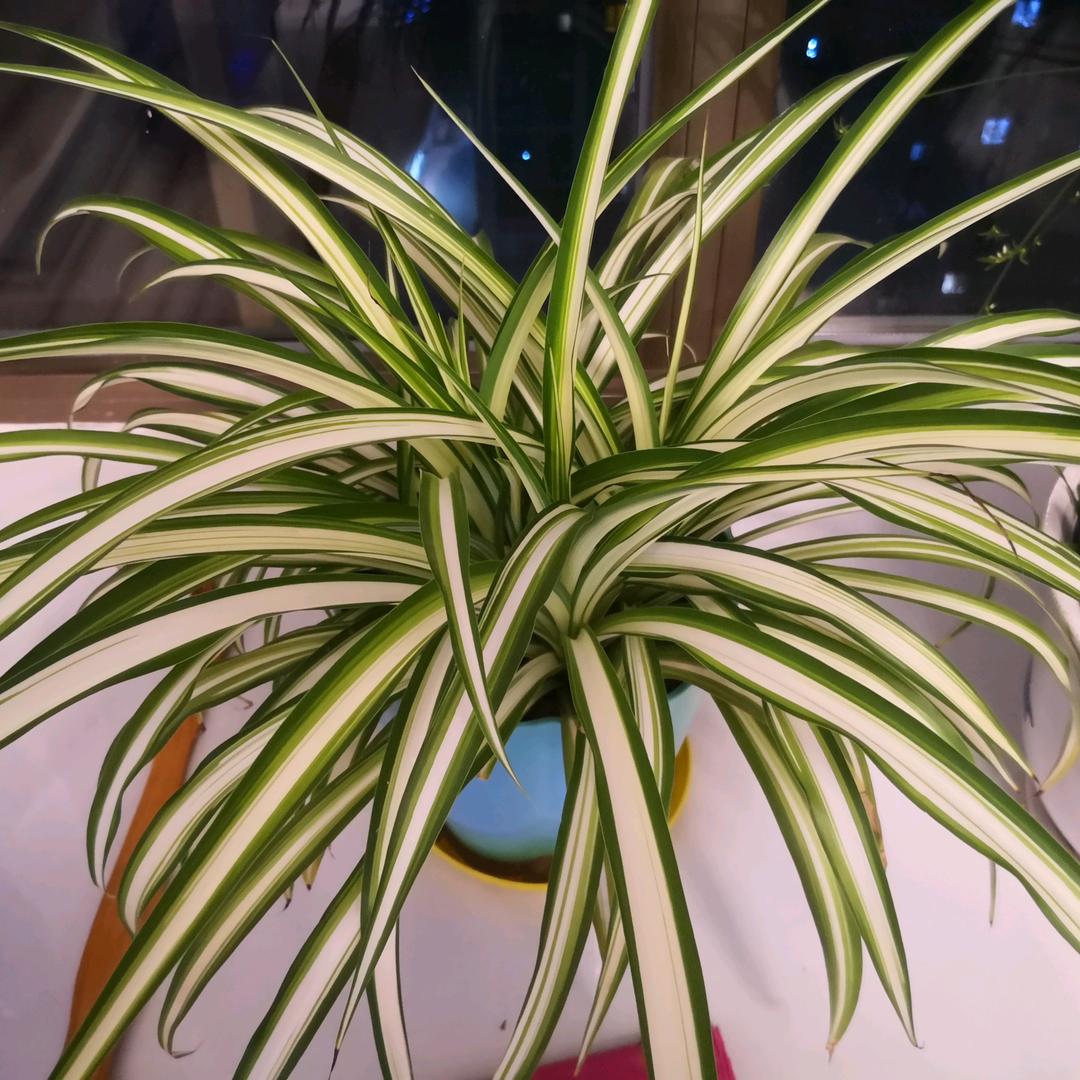 大英