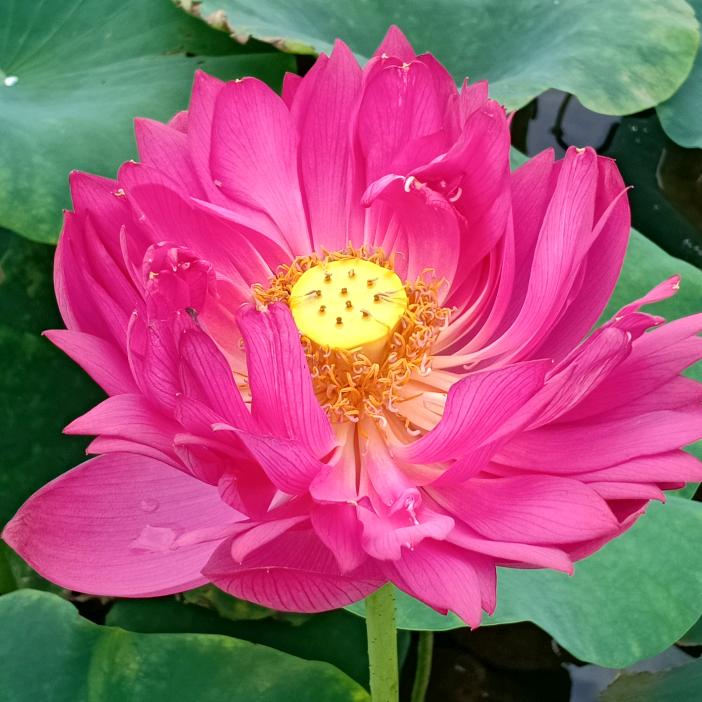 小梅子爱唠叨