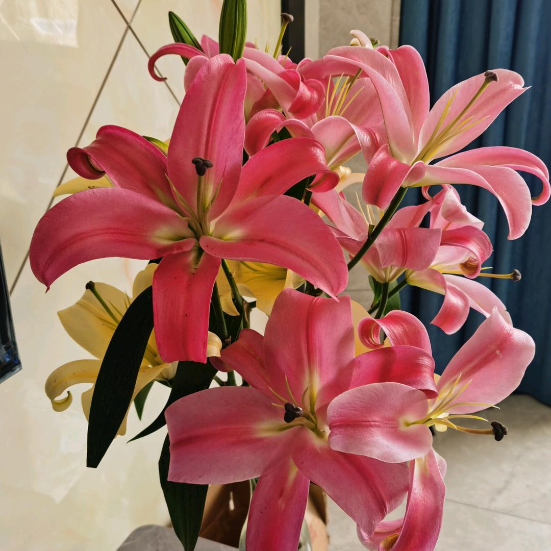 满眼星诺