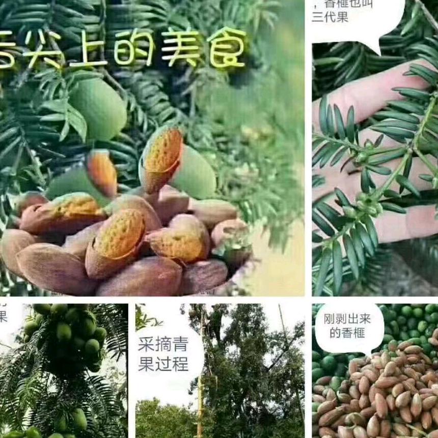 拥抱太阳的月亮