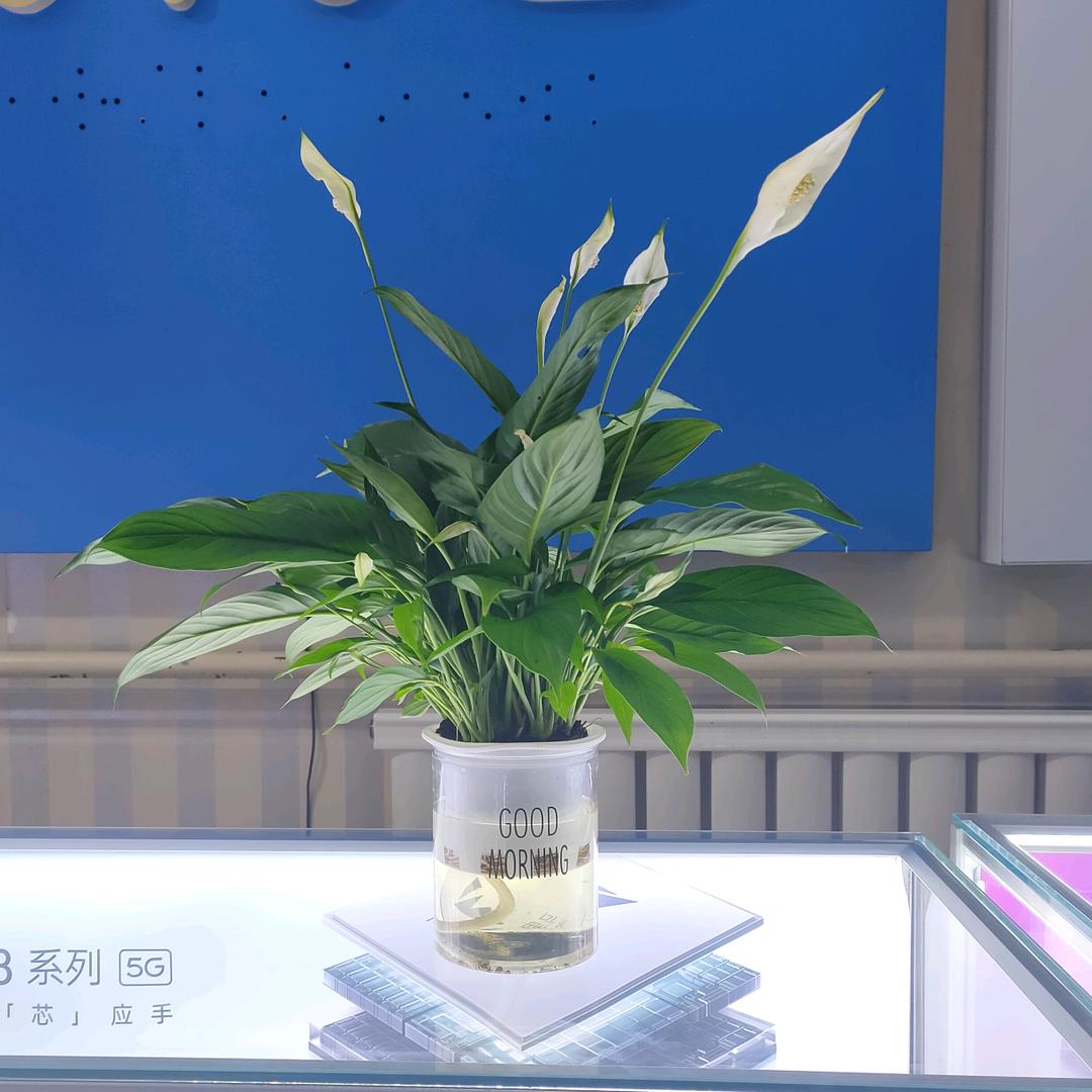 苦茶品谈