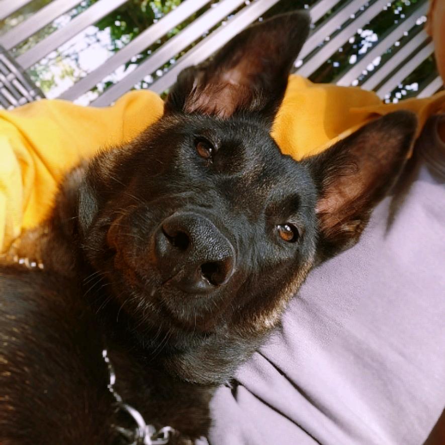 马犬黑豹