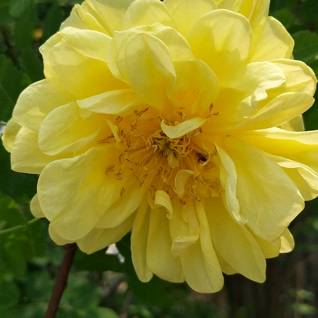 茉莉花