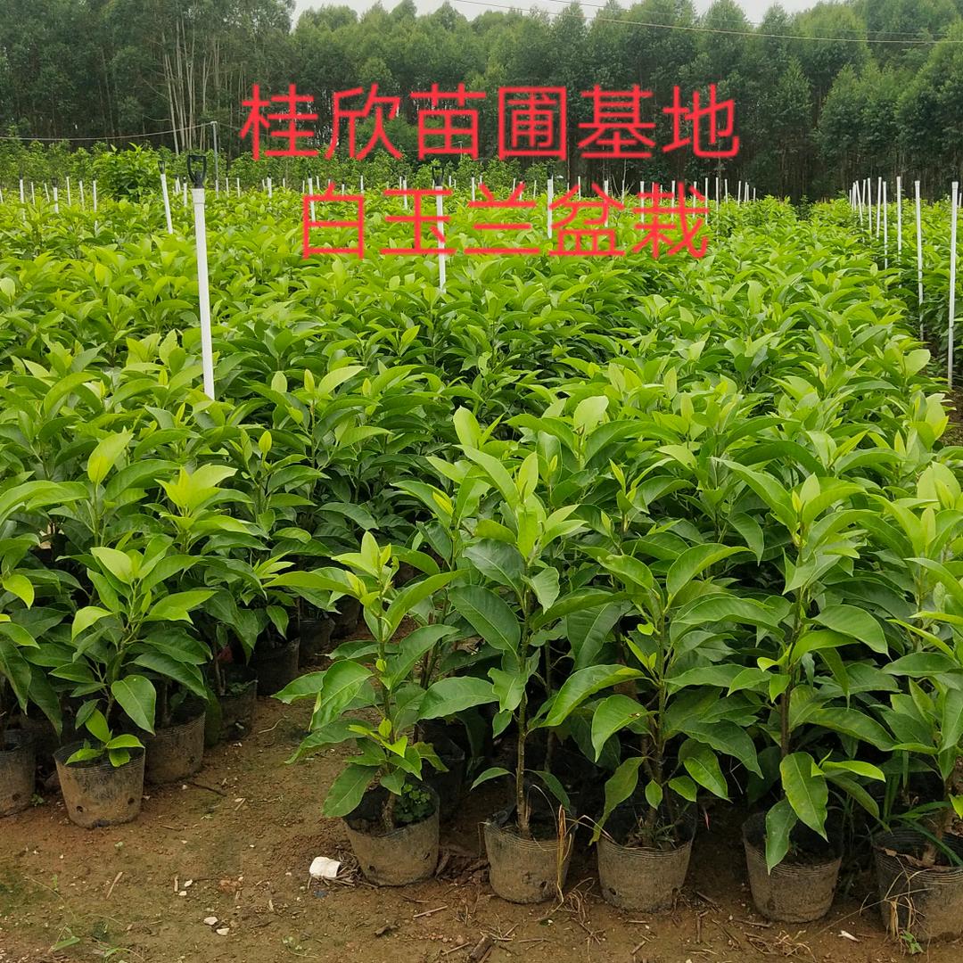 桂欣苗圃玉兰花苗