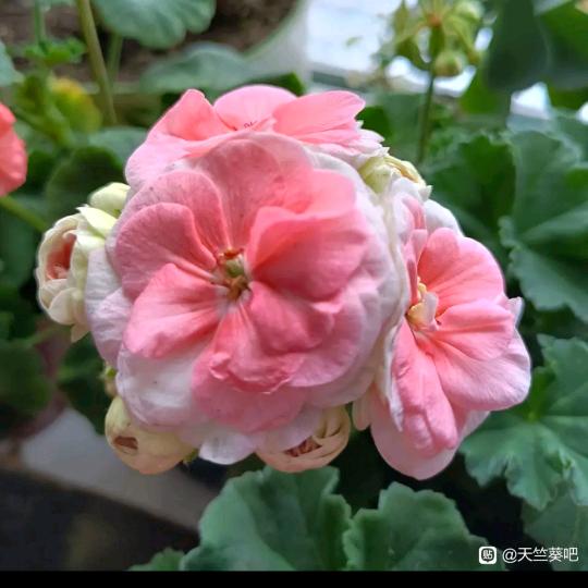 小潘花卉1