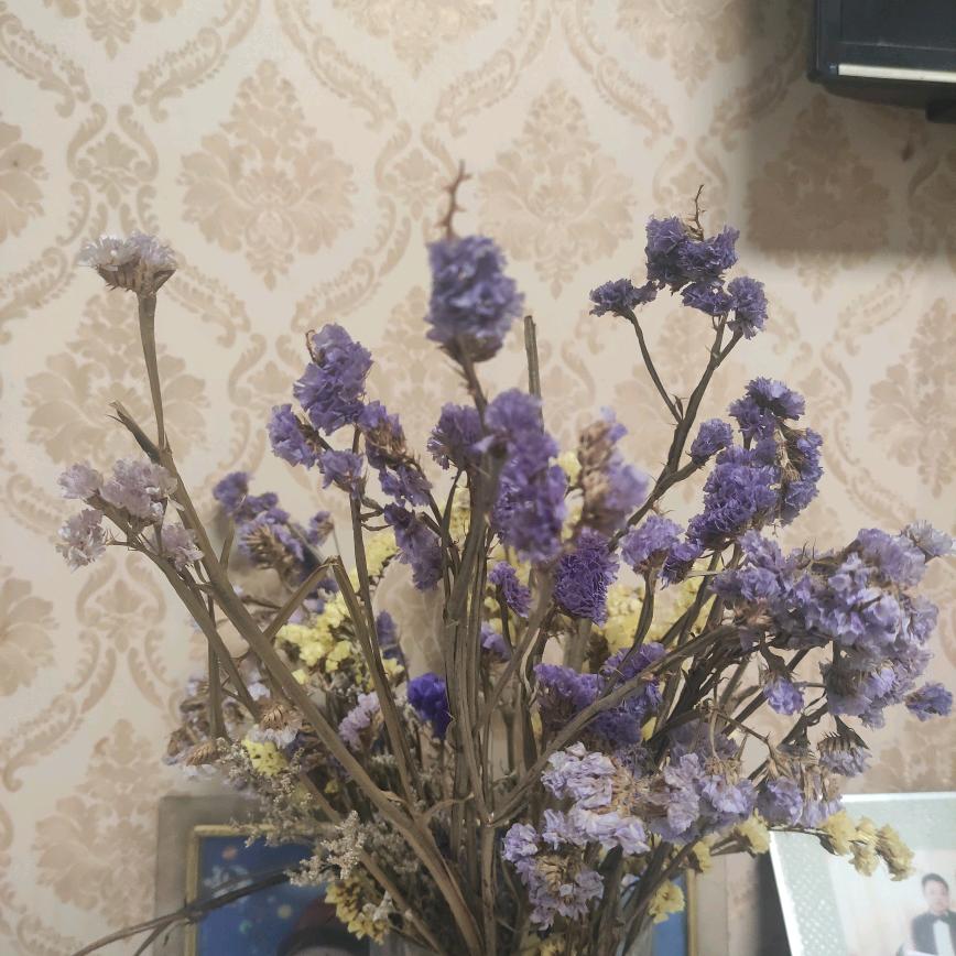 鹿邑—石岛（库哥）