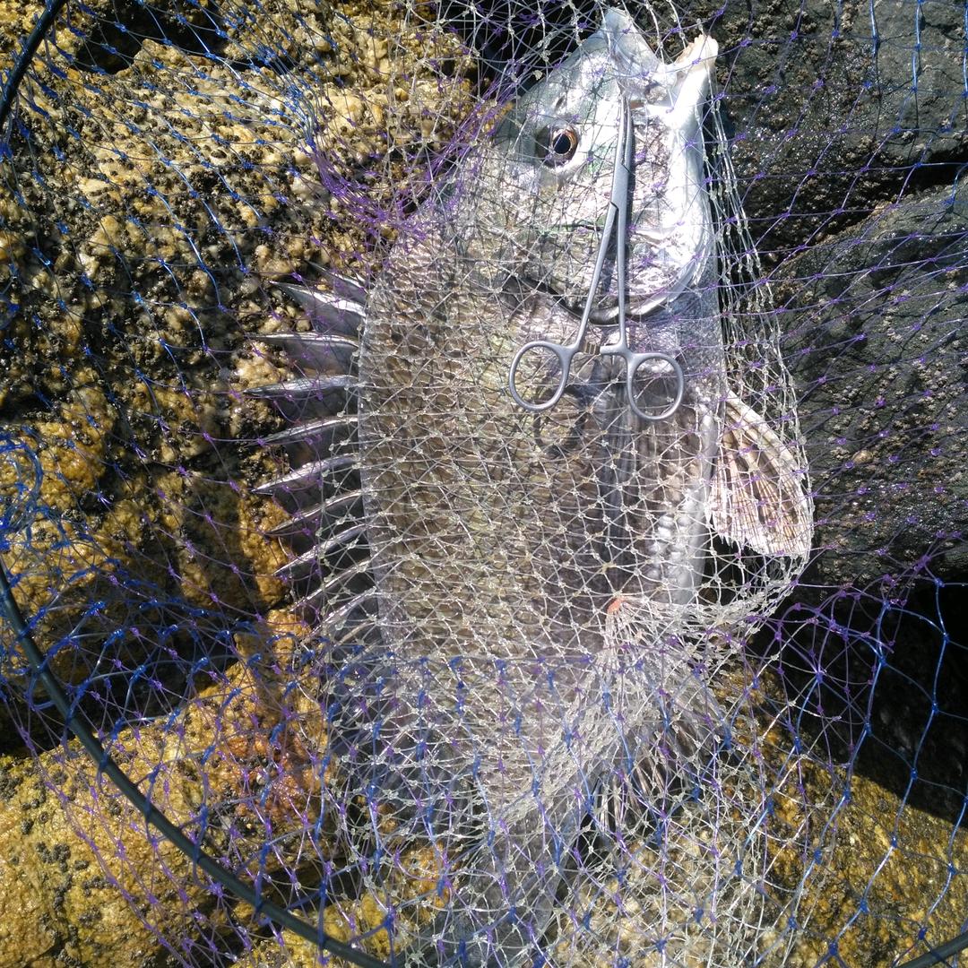 海平面下の诱惑