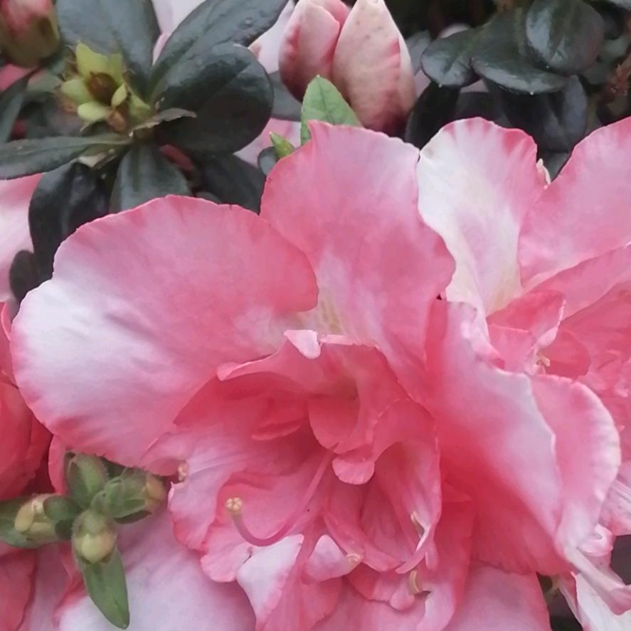 用户4097191206010带刺的玖瑰