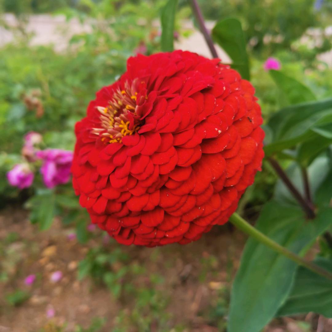 葫芦娃