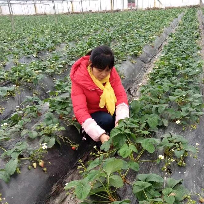 你是我一生的牵挂🌹
