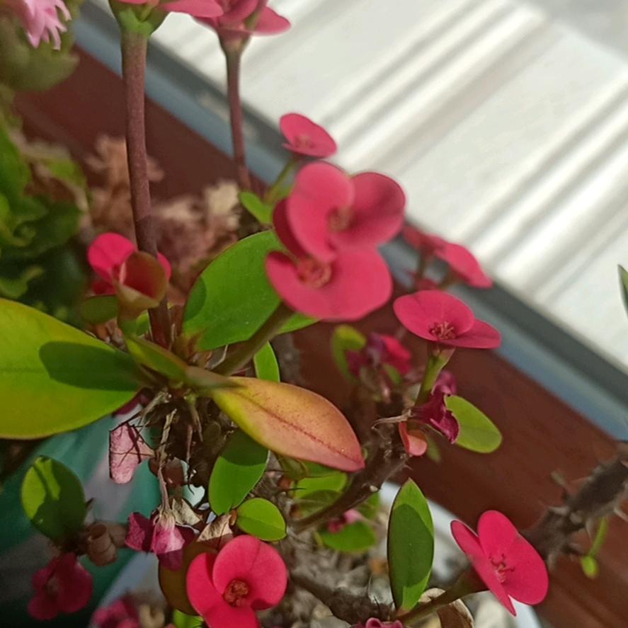 寻找❤的梦想