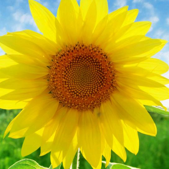 花花带着可丽金环游中国