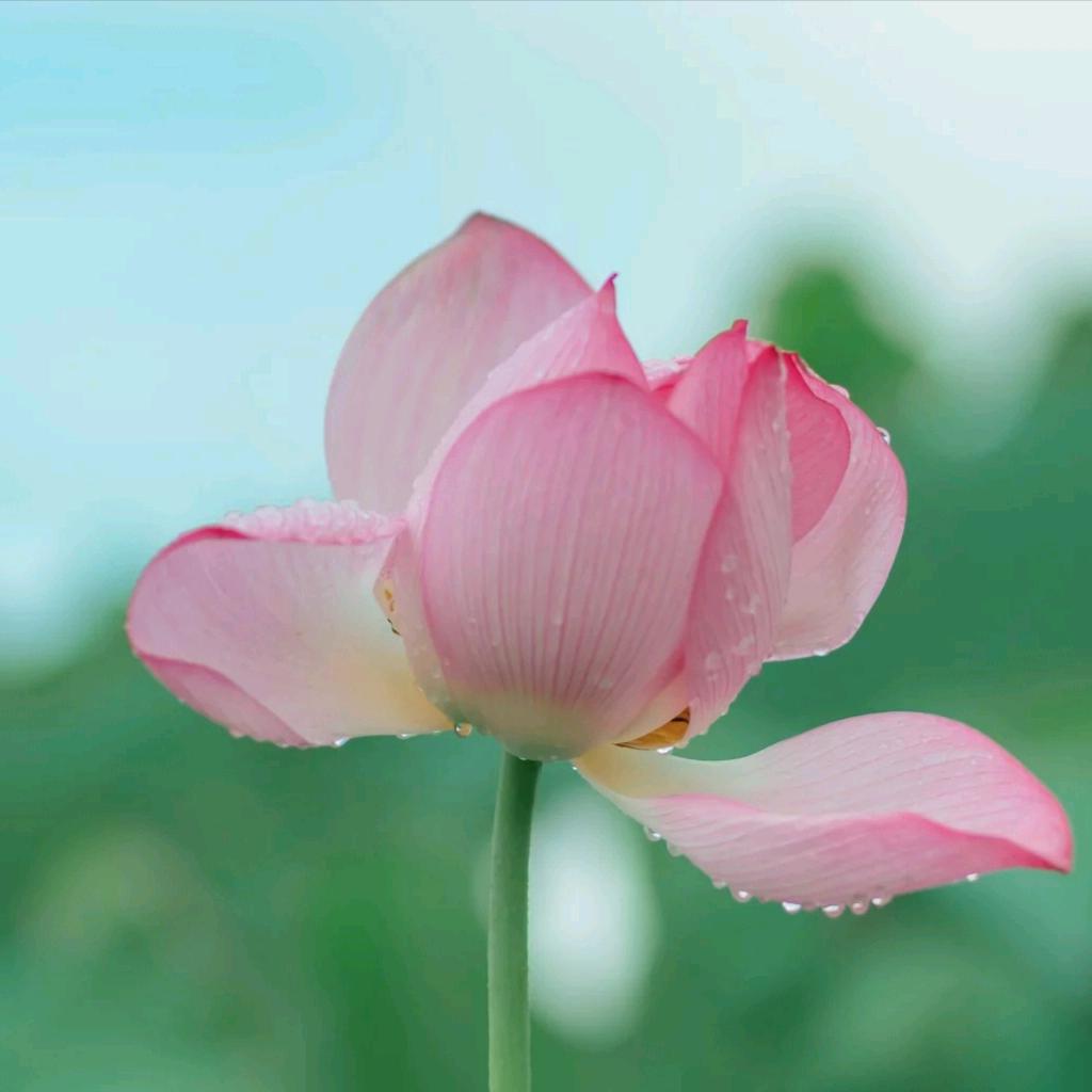 美丽如花