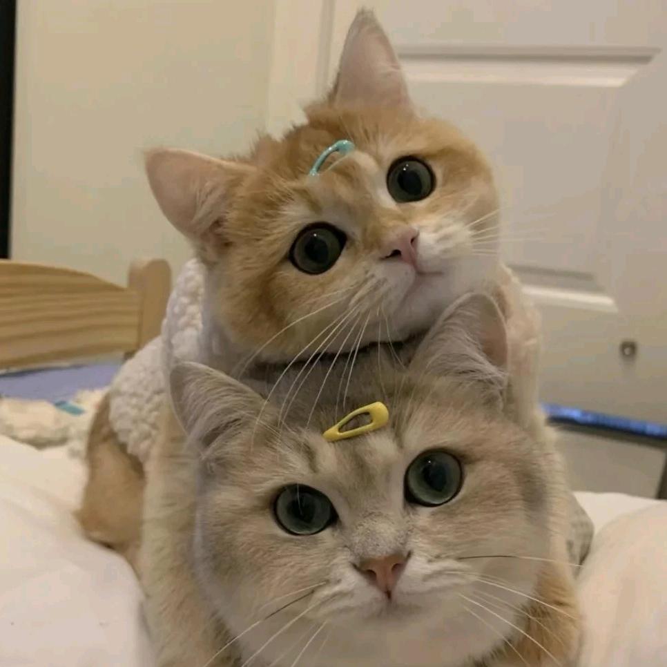 小胖猫