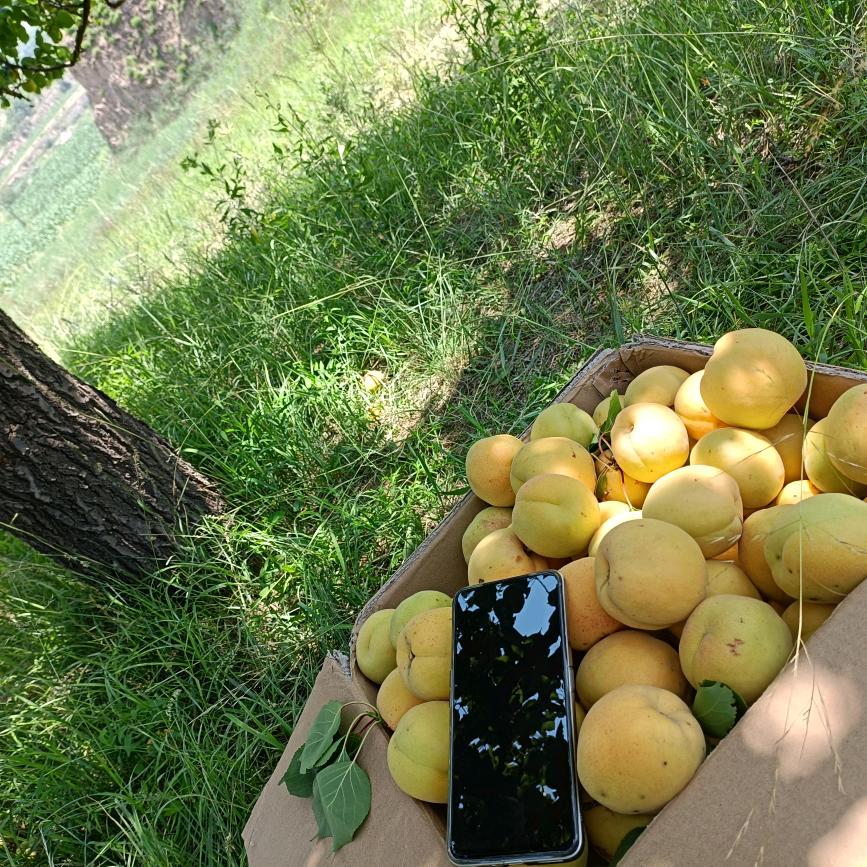 爱吃火锅的🐉(是龙不是蛇！)