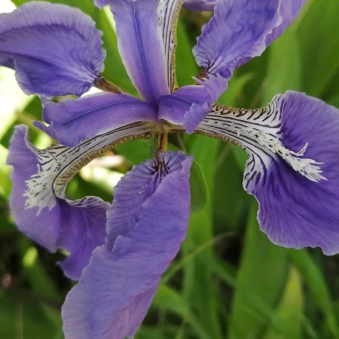 栀子花