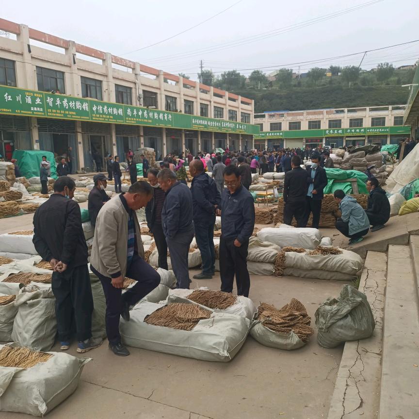 渭源药材市场动态与购销