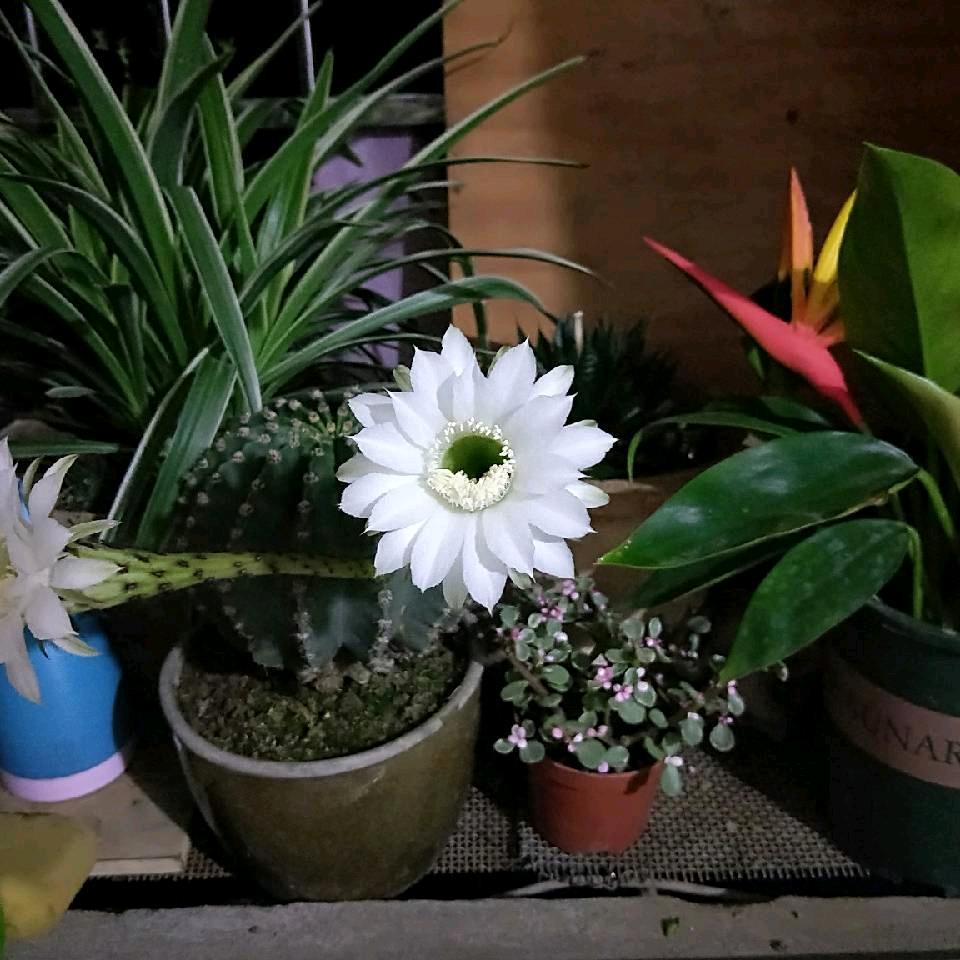丽珠