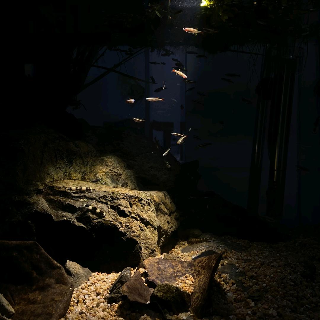 陈先生水族店(鱼缸造景)