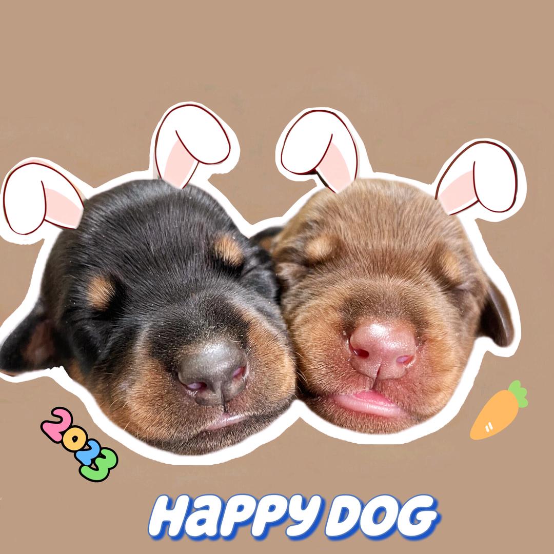 妞妞是个史宾格