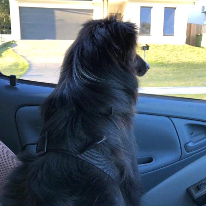 一只小鸟飞飞飞