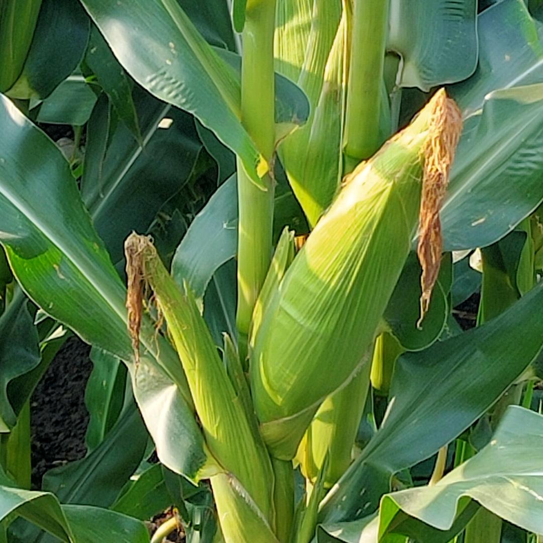 兴义马岭峡谷特色烧苞谷