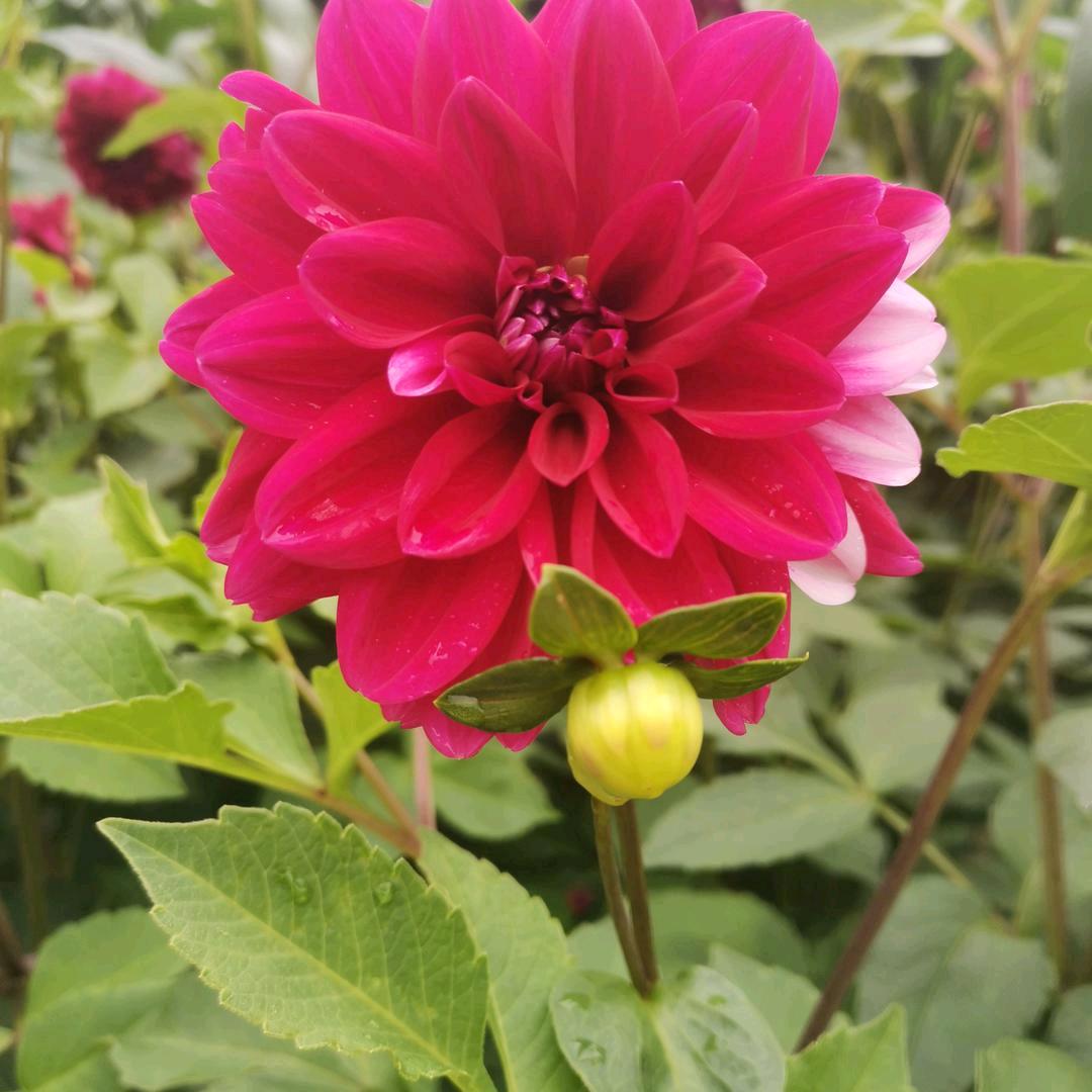 🍀小芳芳