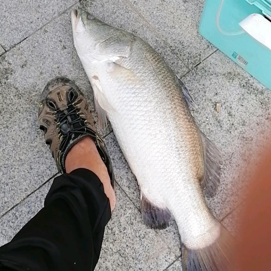 钓鱼郎（关必回）