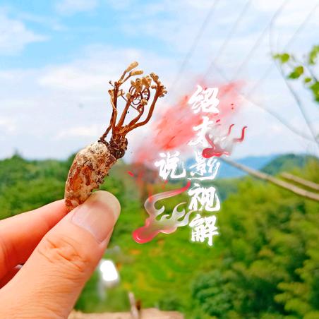 绍末影视解说