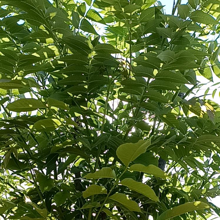 洛宁千村植保
