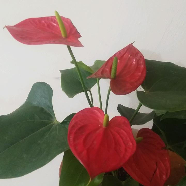 《好人一生平安》