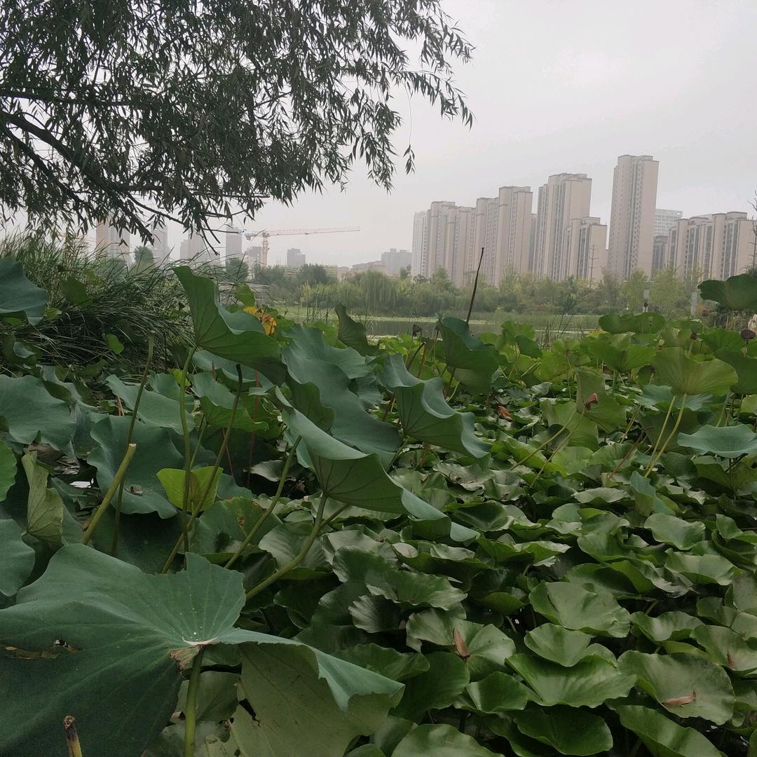 东府春秋