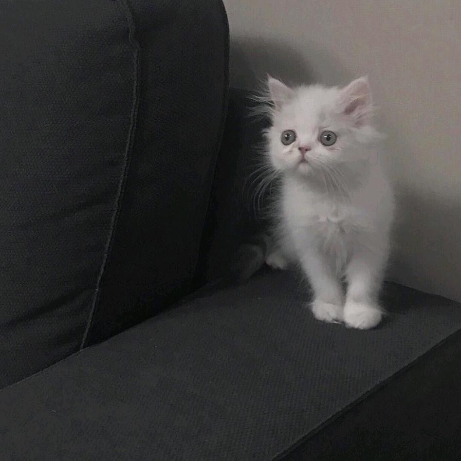 别踩到我尾巴啦