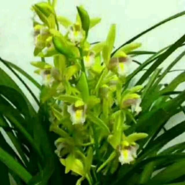 青山龙井十里溪