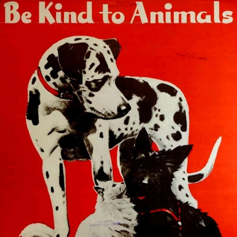 动物福利🐑🐮🐷🐔🐶🐱