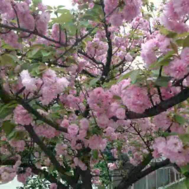 江南