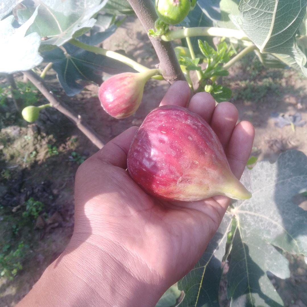 睢县香满园无花果