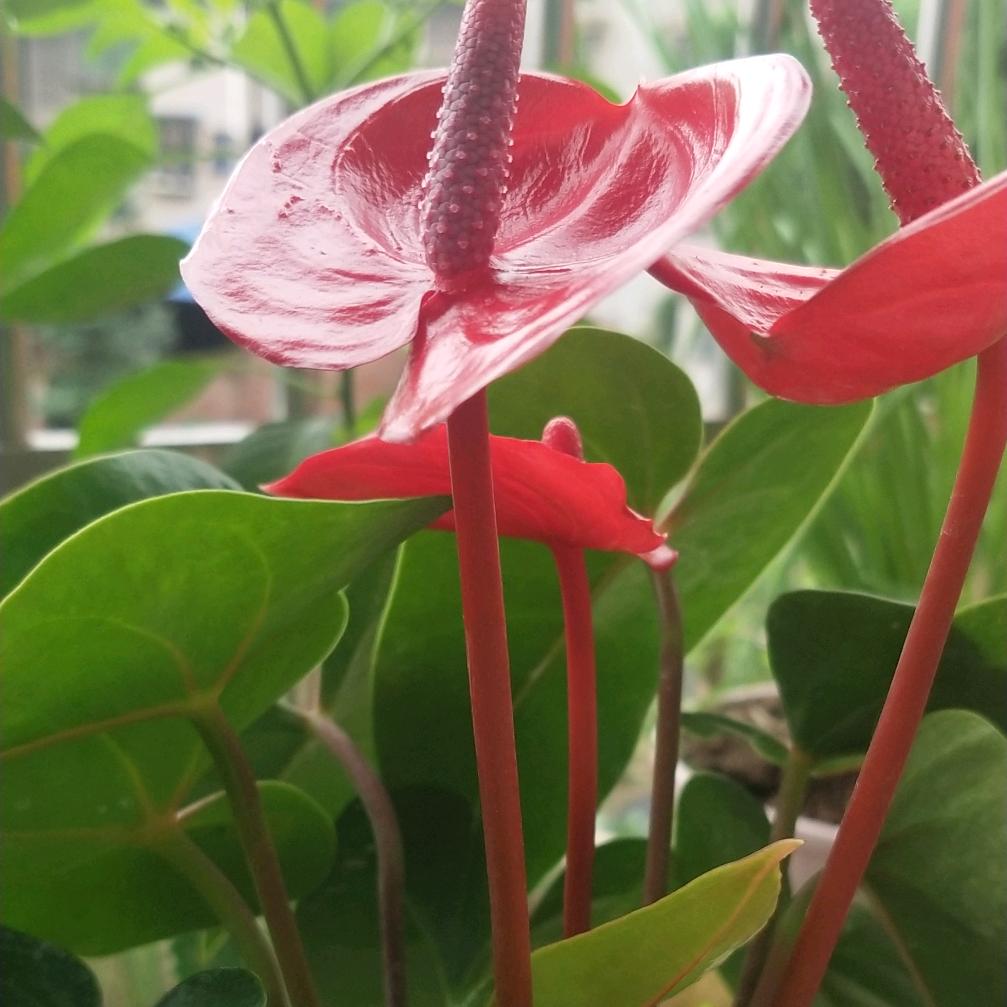 罗丹丹🌺🌺🌺