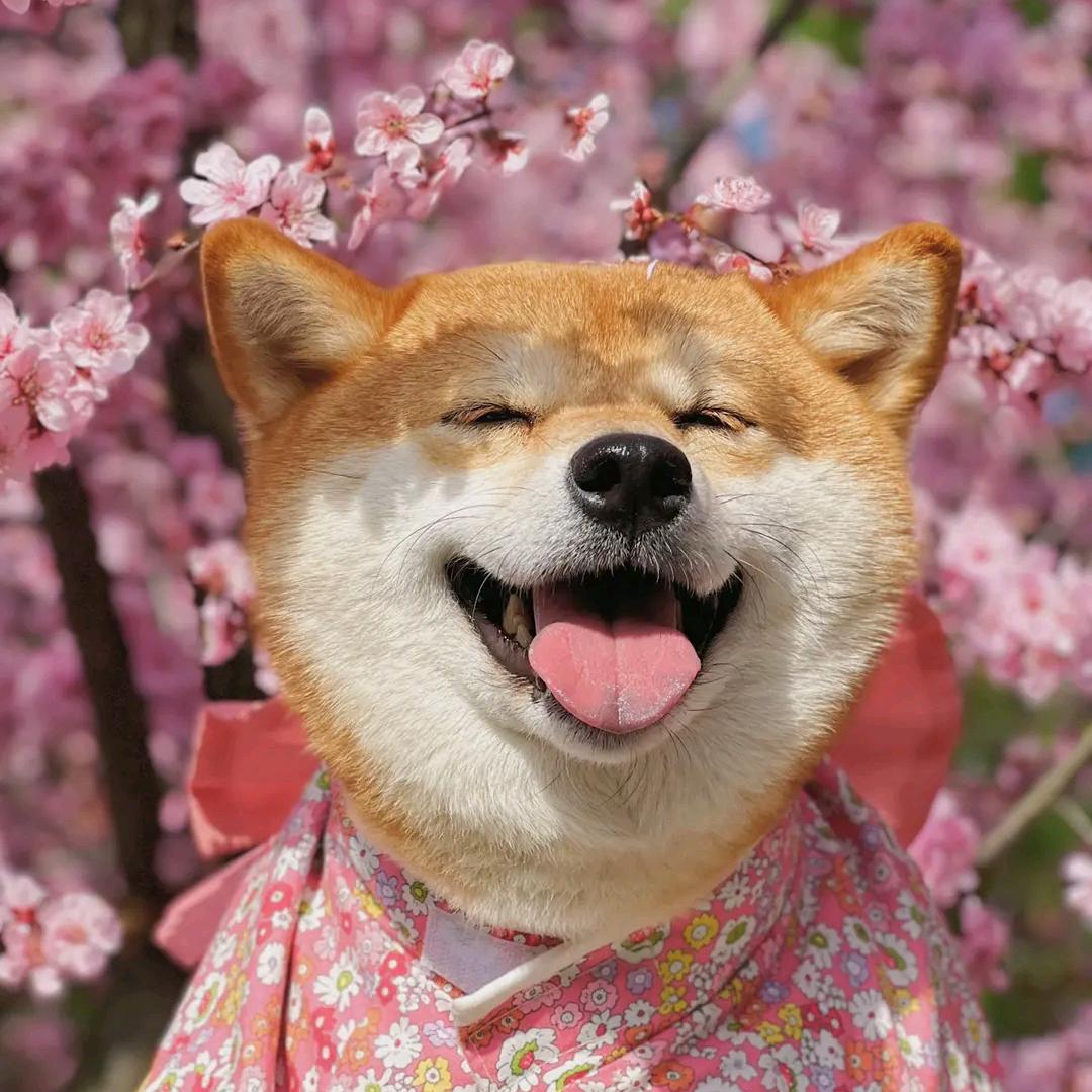 我是你的鸡腿姑娘