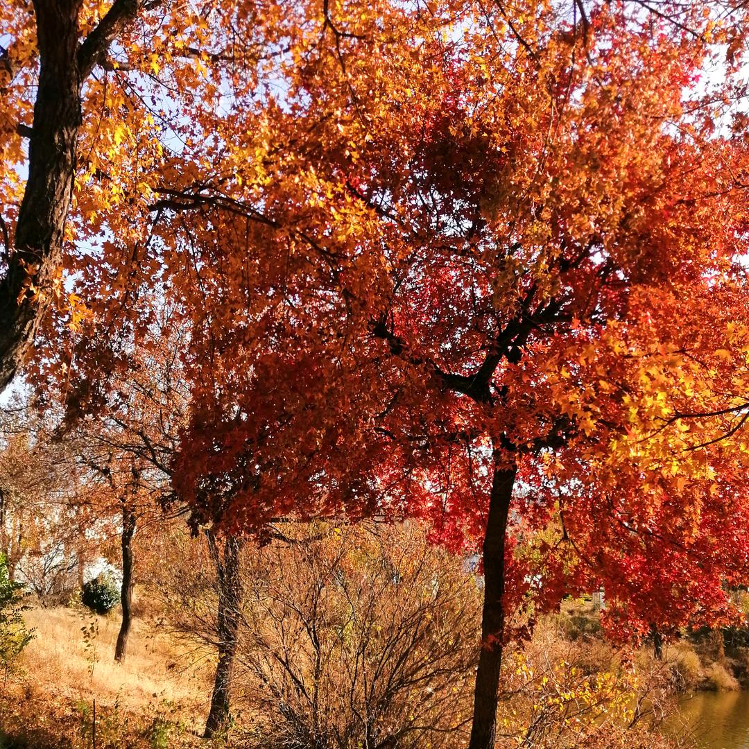 红叶