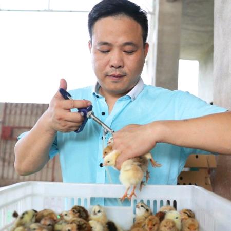 绿林农业林哥鸡苗
