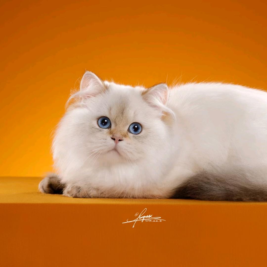 失控胖和渐层猫