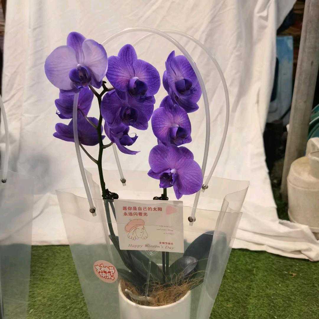 🌈云南赋美基地（蝴蝶兰）