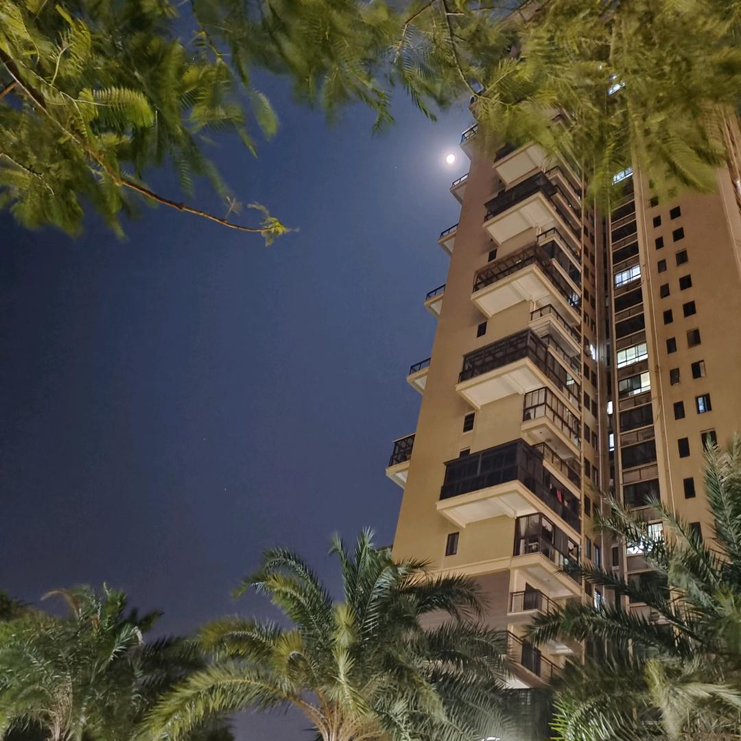 杨柳树