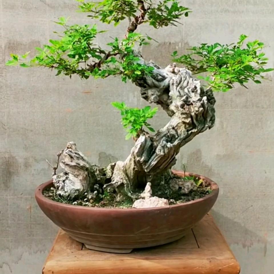 莎莎花卉盆景