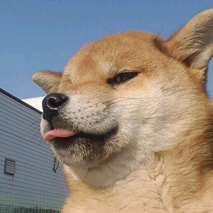 多🐟（奋斗版）