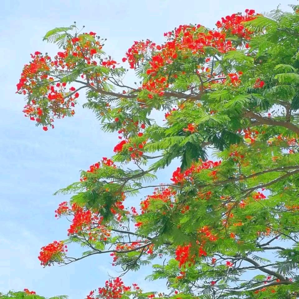 王🐯🐯者🌹🌹归来🌸🌸（西北狼