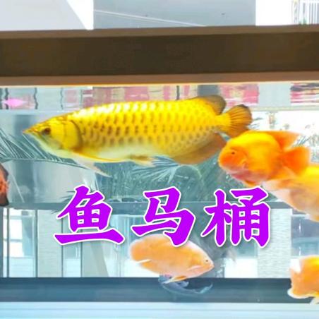教你养鱼爱上鱼齐齐哈尔